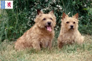 Lire la suite à propos de l’article Eleveurs de Norwich Terrier et chiots en Nouvelle-Aquitaine