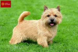 Lire la suite à propos de l’article Eleveurs de Norwich Terrier et chiots en Occitanie