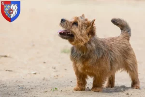 Lire la suite à propos de l’article Norwich Terrier Éleveurs et chiots en Pays de la Loire