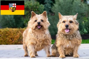 Lire la suite à propos de l’article Norwich Terrier éleveurs et chiots en Sarre