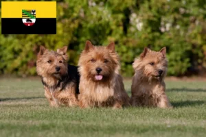 Lire la suite à propos de l’article Norwich Terrier éleveurs et chiots en Saxe-Anhalt