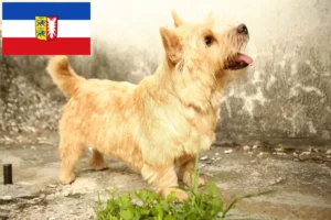 Lire la suite à propos de l’article Norwich Terrier Éleveurs et chiots dans le Schleswig-Holstein