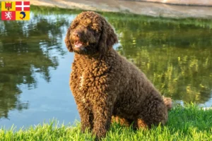 Lire la suite à propos de l’article Perro de Agua Español Éleveurs et chiots en Auvergne-Rhône-Alpes