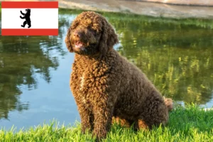 Lire la suite à propos de l’article Perro de Agua Español éleveurs et chiots à Berlin