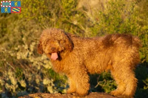 Lire la suite à propos de l’article Perro de Agua Español éleveurs et chiots en Bourgogne-Franche-Comté