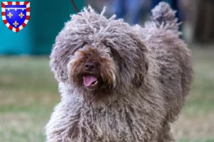 Lire la suite à propos de l’article Perro de Agua Español Éleveurs et chiots en Centre-Val de Loire