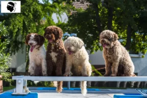 Lire la suite à propos de l’article Perro de Agua Español Éleveurs et chiots en Corse