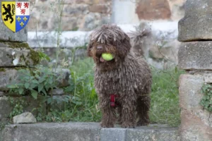 Lire la suite à propos de l’article Perro de Agua Español Éleveurs et chiots en Hauts-de-France