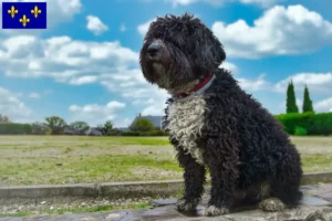 Lire la suite à propos de l’article Perro de Agua Español Éleveurs et chiots en Île-de-France