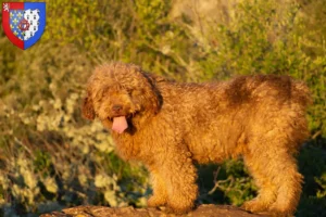 Lire la suite à propos de l’article Perro de Agua Español Éleveurs et chiots en Pays de la Loire