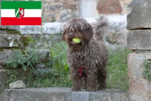 Lire la suite à propos de l’article Perro de Agua Español éleveurs et chiots en Rhénanie du Nord-Westphalie