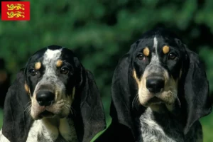 Lire la suite à propos de l’article Petit Bleu de Gascogne Éleveurs et chiots en Normandie