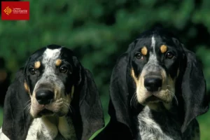 Lire la suite à propos de l’article Petit Bleu de Gascogne Éleveurs et chiots en Occitanie