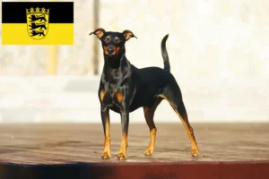 Lire la suite à propos de l’article Éleveurs de Pinscher allemands et chiots en Baden-Württemberg