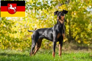 Lire la suite à propos de l’article Éleveurs de Pinscher allemands et chiots en Basse-Saxe