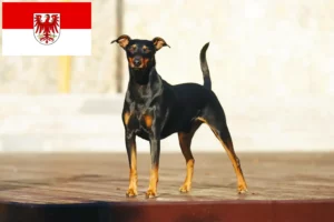 Lire la suite à propos de l’article Éleveurs de Pinscher allemands et chiots dans le Brandebourg