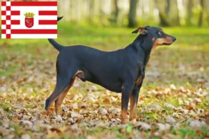 Lire la suite à propos de l’article Éleveurs de Pinscher allemands et chiots à Brême