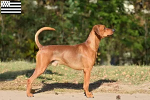 Lire la suite à propos de l’article Éleveurs de Pinscher allemands et chiots en Bretagne