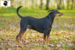 Lire la suite à propos de l’article Éleveurs de Pinscher allemands et chiots en Corse