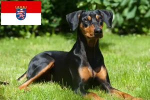 Lire la suite à propos de l’article Éleveurs de Pinscher allemands et chiots en Hesse