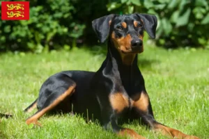 Lire la suite à propos de l’article Éleveurs de Pinscher allemands et chiots en Normandie