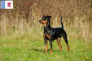 Lire la suite à propos de l’article Éleveurs de Pinscher allemands et chiots en Nouvelle-Aquitaine