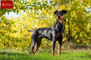 Lire la suite à propos de l’article Éleveurs de Pinscher allemands et chiots en Occitanie