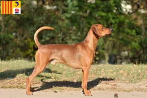 Lire la suite à propos de l’article Éleveurs de Pinscher allemands et chiots en Provence-Alpes-Côte d’Azur