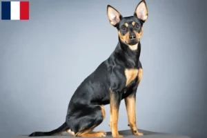 Lire la suite à propos de l’article Éleveurs de Pinscher allemands et chiots à la Réunion