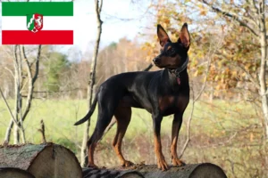 Lire la suite à propos de l’article Éleveurs de Pinscher allemands et chiots en Rhénanie du Nord-Westphalie