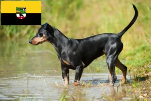 Lire la suite à propos de l’article Éleveurs de Pinscher allemands et chiots en Saxe-Anhalt