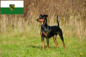 Lire la suite à propos de l’article Éleveurs de Pinscher allemands et chiots en Saxe