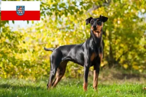 Lire la suite à propos de l’article Éleveurs de Pinscher allemands et chiots en Thuringe