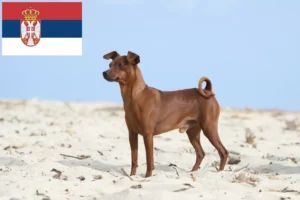 Lire la suite à propos de l’article Éleveurs de Pinscher nains et chiots en Serbie