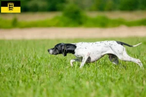 Lire la suite à propos de l’article Pointer anglais éleveurs et chiots en Baden-Württemberg