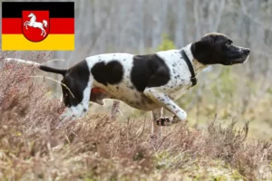 Lire la suite à propos de l’article Pointer anglais éleveurs et chiots en Basse-Saxe