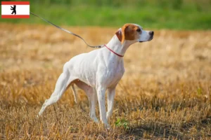 Lire la suite à propos de l’article Pointer anglais éleveurs et chiots à Berlin