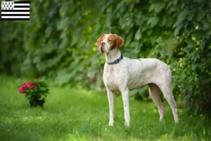 Lire la suite à propos de l’article Éleveurs de pointers anglais et chiots en Bretagne