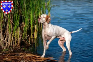 Lire la suite à propos de l’article Éleveurs de pointers anglais et chiots en Centre-Val de Loire