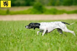 Lire la suite à propos de l’article Éleveurs de Pointers anglais et chiots en Flandre