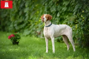 Lire la suite à propos de l’article Pointer anglais éleveurs et chiots à Hambourg