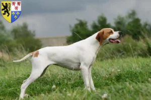 Lire la suite à propos de l’article Éleveurs de pointers anglais et chiots en Hauts-de-France