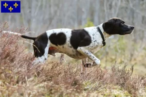 Lire la suite à propos de l’article Éleveurs de pointers anglais et chiots en Île-de-France