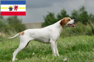 Lire la suite à propos de l’article Pointer anglais éleveurs et chiots dans le Mecklembourg-Poméranie occidentale