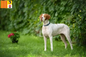 Lire la suite à propos de l’article Eleveurs de Pointers anglais et chiots en Provence-Alpes-Côte d’Azur