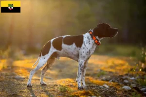 Lire la suite à propos de l’article Pointer anglais éleveurs et chiots en Saxe-Anhalt