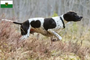 Lire la suite à propos de l’article Pointer anglais éleveurs et chiots en Saxe