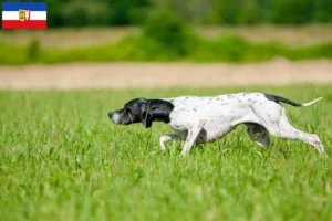 Lire la suite à propos de l’article Pointer anglais éleveurs et chiots dans le Schleswig-Holstein