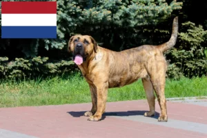 Lire la suite à propos de l’article Presa Canario éleveurs et chiots aux Pays-Bas