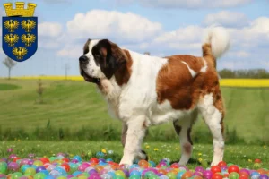 Lire la suite à propos de l’article Éleveurs de Saint-Bernard et chiots en Basse-Autriche